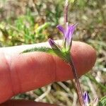 Campanula cervicaria Flor