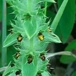 Sideritis montana Flower
