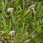 Antennaria carpatica Квітка