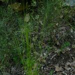 Festuca heterophylla Blatt