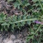 Cirsium acaulon Otro