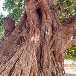 Ficus platyphylla Bark