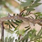 Prosopis cineraria Bark