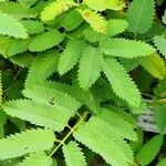 Sanguisorba dodecandra 葉