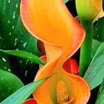 Zantedeschia albomaculata മറ്റ്