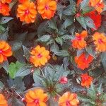 Impatiens wallerianaКвітка