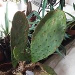 Opuntia humifusa Fulla