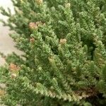 Sedum moranense Leaf
