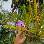Dendrobium nobile പുഷ്പം