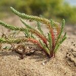 Euphorbia paralias Virág