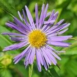 Symphyotrichum puniceum Flors