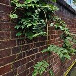 Wisteria frutescens Habitat