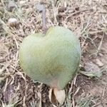 Barringtonia asiatica Meyve