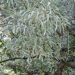 Elaeagnus angustifolia 叶