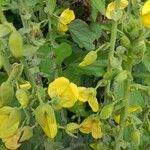 Crotalaria spectabilis Цвят