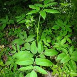 Chaerophyllum aromaticum 整株植物