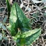 Cyclamen hederifolium Blad