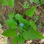 Omphalodes verna पत्ता