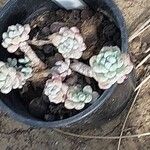 Sedum clavatum Leaf