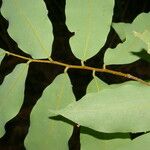 Oxandra venezuelana Leaf