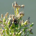 Erigeron canadensis Плід