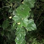 Benincasa hispida Lehti