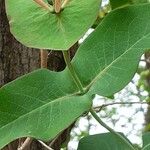 Lonicera caprifolium Leaf