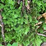 Hymenophyllum tunbrigense Yaprak