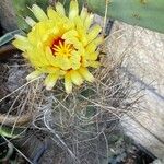 Astrophytum capricorne 花