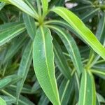 Euphorbia stygiana Hoja