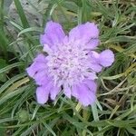 Lomelosia graminifolia Blüte