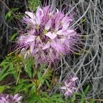 Cleome serrulata फूल