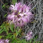 Cleome serrulata 花