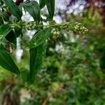 Fontanesia fortunei Flower