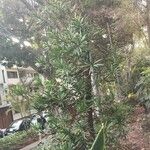 Podocarpus macrophyllus Levél