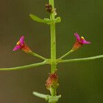 Ammannia auriculata Flower