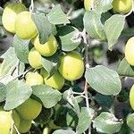 Ziziphus spina-christi Ліст