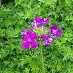 Glandularia tenera Flower
