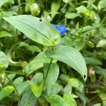 Commelina tuberosa পাতা