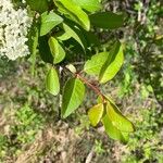 Viburnum prunifolium Leaf