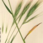 Bromus rigidus Alia