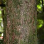 Warszewiczia coccinea Bark