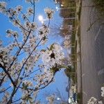Prunus cerasusΛουλούδι