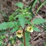 Scrophularia trifoliata Flower