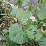 Malva sylvestris Leaf