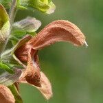 Salvia africana-caerulea 花
