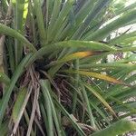 Bromelia karatas অভ্যাস