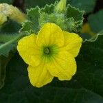 Cucumis melo Fula