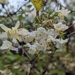 Lonicera fragrantissima Blomst