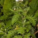 Argyranthemum adauctum Annet